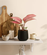 Load image into Gallery viewer, Black
