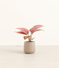 Load image into Gallery viewer, Eternal Gray*****Profile
