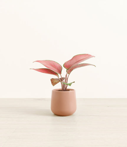 Calm Rose*****Profile