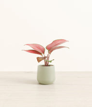 Load image into Gallery viewer, Turquoise*****Profile
