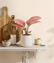 Load image into Gallery viewer, White
