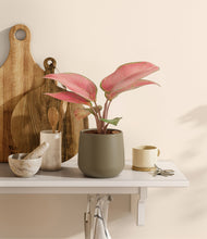 Load image into Gallery viewer, Olive
