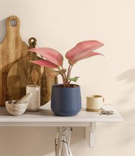 Load image into Gallery viewer, Deep Navy
