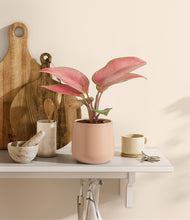 Load image into Gallery viewer, Gentle Pink
