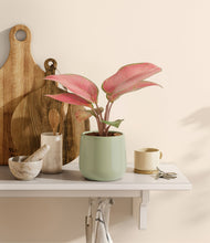 Load image into Gallery viewer, Turquoise
