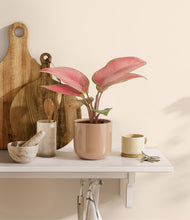 Load image into Gallery viewer, Glossy Pink
