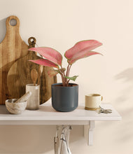 Load image into Gallery viewer, Iron Gray
