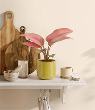 Load image into Gallery viewer, Key Lime Yellow
