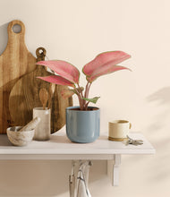 Load image into Gallery viewer, Misty Blue
