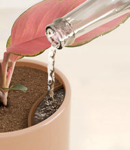 Load image into Gallery viewer, Glossy Pink stand:all
