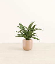 Load image into Gallery viewer, Glossy Pink*****Profile
