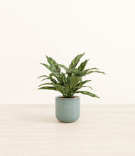 Load image into Gallery viewer, Reactive Aqua*****Profile
