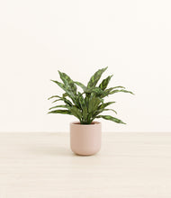 Load image into Gallery viewer, Sandy Pink*****Profile
