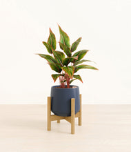 Load image into Gallery viewer, Deep Navy stand:bamboo
