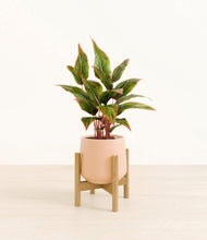 Load image into Gallery viewer, Gentle Pink stand:bamboo
