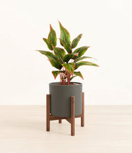 Load image into Gallery viewer, Dark Olive stand:walnut
