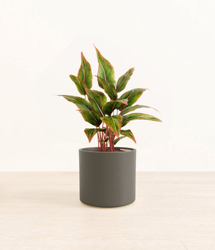 Dark Olive*****Profile