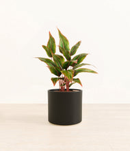 Load image into Gallery viewer, Black*****Profile
