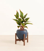 Load image into Gallery viewer, Deep Navy stand:walnut
