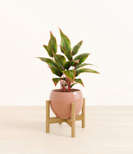 Load image into Gallery viewer, Calm Rose stand:bamboo
