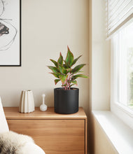 Load image into Gallery viewer, Black
