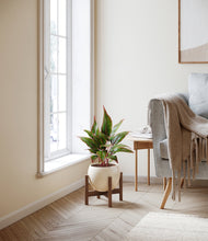 Load image into Gallery viewer, Shiny EggWhite stand:walnut
