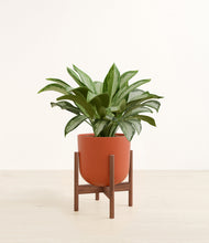 Load image into Gallery viewer, Earth Red stand:walnut
