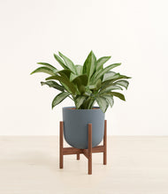 Load image into Gallery viewer, Iron Gray stand:walnut
