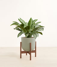 Load image into Gallery viewer, Sage Green stand:walnut
