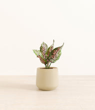 Load image into Gallery viewer, Almond Green*****Profile
