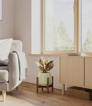 Load image into Gallery viewer, Turquoise stand:walnut
