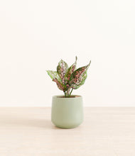 Load image into Gallery viewer, Turquoise*****Profile
