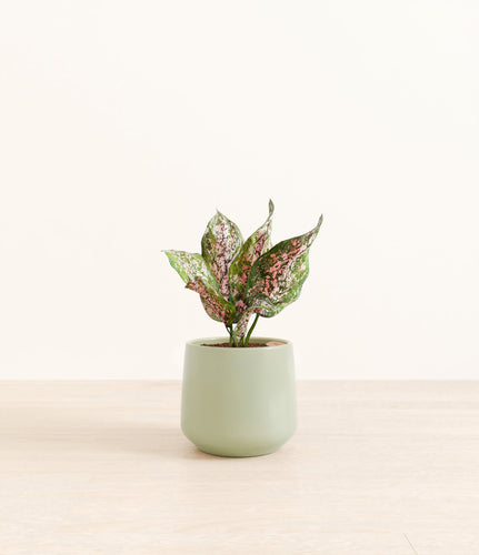 Turquoise*****Profile