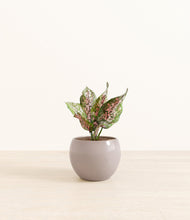 Load image into Gallery viewer, Winter Clouds*****Profile
