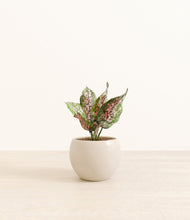 Load image into Gallery viewer, Shiny EggWhite*****Profile
