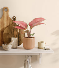 Load image into Gallery viewer, Striped Peach Pink
