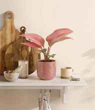 Load image into Gallery viewer, Hammered Rose Pink
