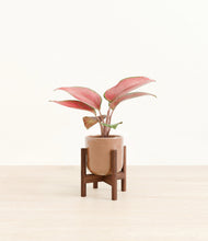 Load image into Gallery viewer, Hammered Peach Pink stand:walnut
