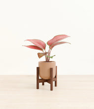 Load image into Gallery viewer, Striped Peach Pink stand:walnut
