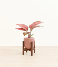 Load image into Gallery viewer, Striped Rose Pink stand:walnut
