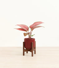 Load image into Gallery viewer, Striped Cherry Red stand:walnut
