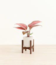 Load image into Gallery viewer, Cotton White stand:walnut
