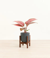 Load image into Gallery viewer, Iron Gray stand:walnut
