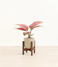 Load image into Gallery viewer, Sage Green stand:walnut
