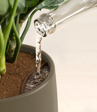 Load image into Gallery viewer, Olive stand:all
