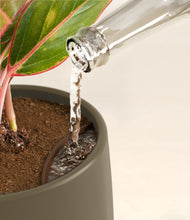 Load image into Gallery viewer, Olive stand:all
