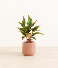 Load image into Gallery viewer, Calm Rose*****Profile
