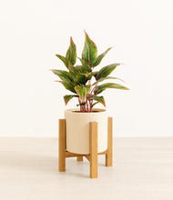 Load image into Gallery viewer, Cream stand:light
