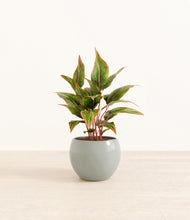 Load image into Gallery viewer, Deep Ocean*****Profile
