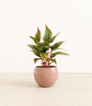 Load image into Gallery viewer, Calm Rose*****Profile
